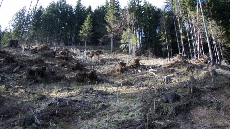 Fotografija: Naravne ujme so čedalje bolj pogoste, bolj odporen je raznolik gozd. FOTO: Zavod Za Gozdove