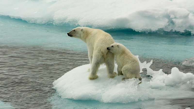 Fotografija: S taljenjem arktičnega ledu življenjsko okolje severnih medvedov počasi izginja. FOTO: Larissa Beumer/Greenpeace