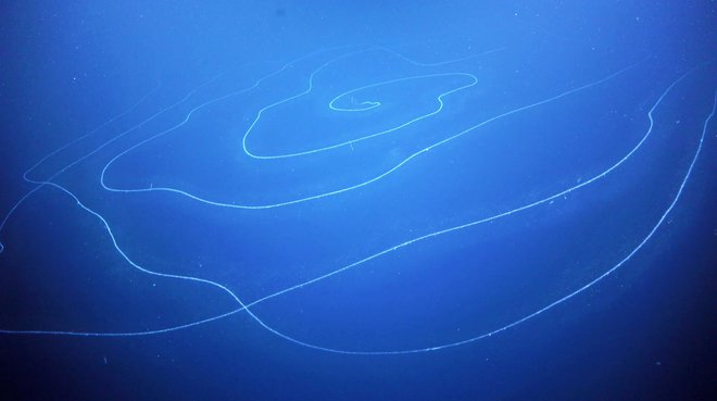 Apolemia FOTO: Schmidt Ocean Institute/Reuters