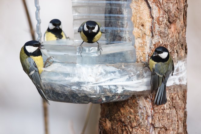 V Nemčiji odsvetujejo množično zbiranje ptic ob krmilnicah. FOTO: Shutterstock