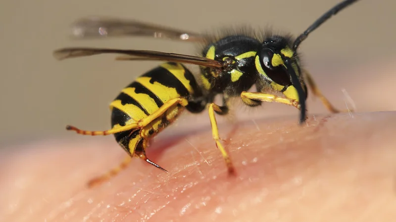 Fotografija: Tudi osam grozijo podnebne spremembe in izguba habitata. FOTO: Getty Images/Istockphoto