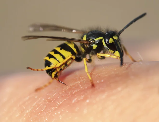 Tudi osam grozijo podnebne spremembe in izguba habitata. FOTO: Getty Images/Istockphoto