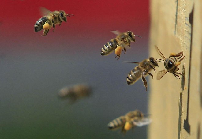 Čebele imajo v javnosti izrazito pozitivno podobo. FOTO: Leon Vidic/Delo