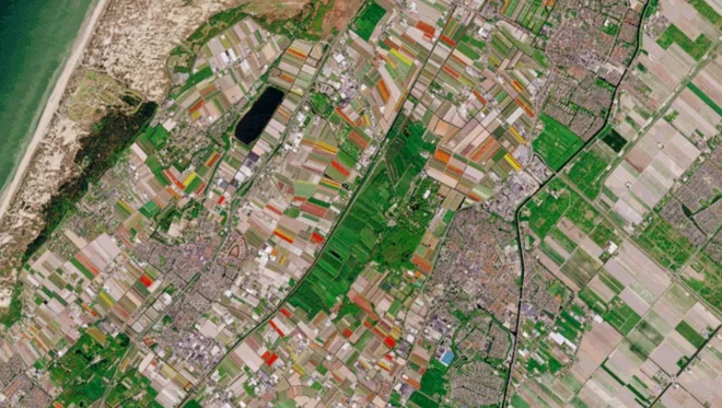 Cvetoča polja tulipanov FOTO: ESA