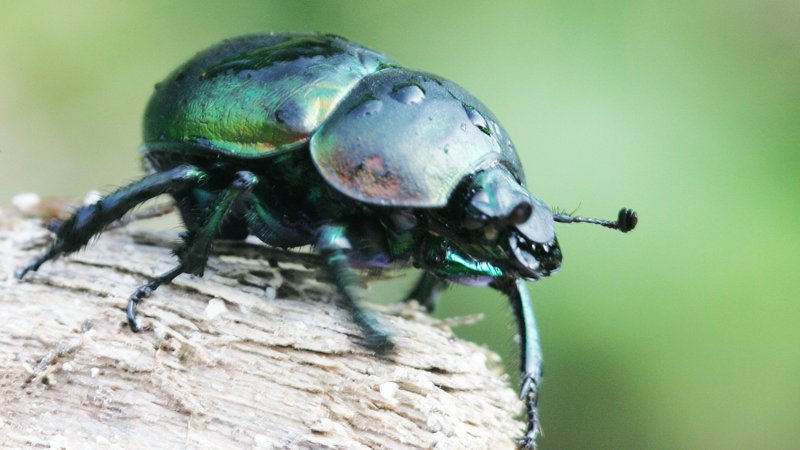 Fotografija: Žuželke so opraševalci, predelovalci odpadnih snovi v naravi in hrana z druge živali. FOTO: Igor Modic/Delo