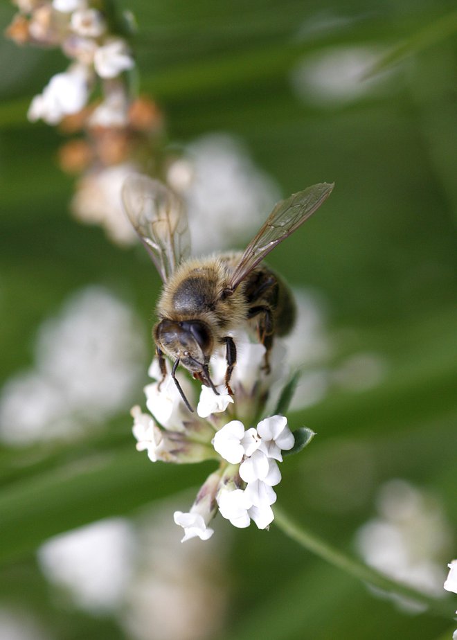 Tudi število čebel se v svetu zmanjšuje. FOTO: Mavric Pivk/Delo