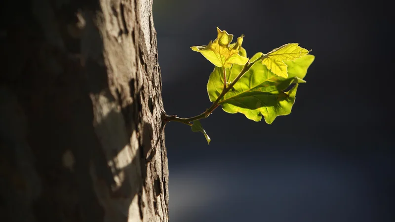 Fotografija: Če bomo skrb za naravo vključili v načrtovanje prihodnjega razvoja, bomo preživeli. Če bomo nadaljevali po stari poti, bodo prišle nove kataklizme. FOTO: Jure Eržen