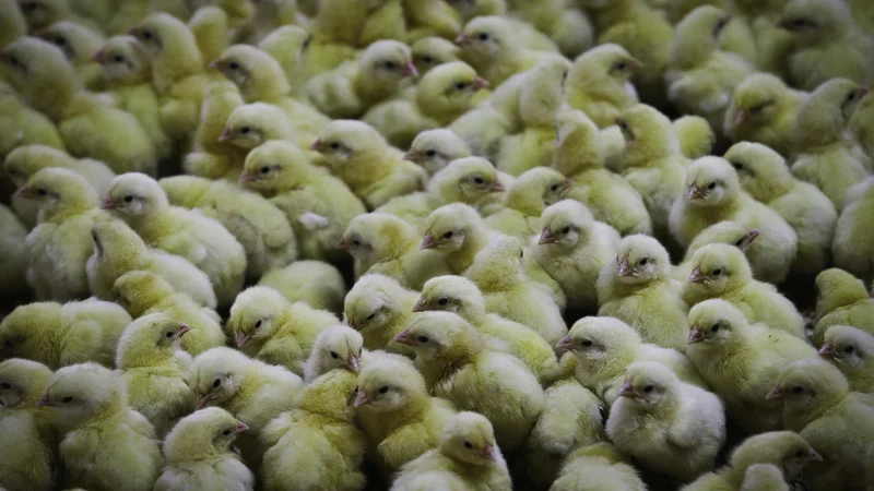 Fotografija: Tveganje za prenos zoonoz iz intenzivnih rej živali je majhno, če se upoštevajo vsi biovarnostni ukrepi, pravi predsednik veterinarske zbornice Ožbalt Podpečan. FOTO: Jože Suhadolnik