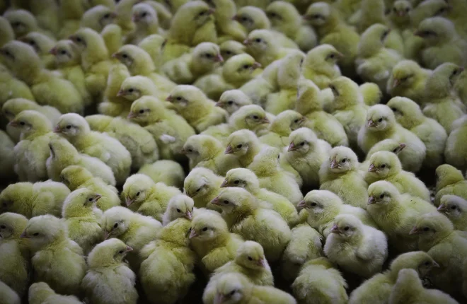 Tveganje za prenos zoonoz iz intenzivnih rej živali je majhno, če se upoštevajo vsi biovarnostni ukrepi, pravi predsednik veterinarske zbornice Ožbalt Podpečan. FOTO: Jože Suhadolnik