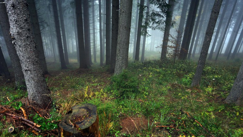 Fotografija: Za marsikaterega lastnika je gozd rezerva, ki zagotavlja socialno varnost, a z njim je treba gospodariti, opozarja Andrej Bončina. FOTO: Tadej Regent