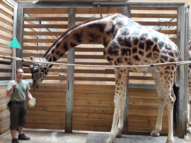 FOTO: ZOO Ljubljana