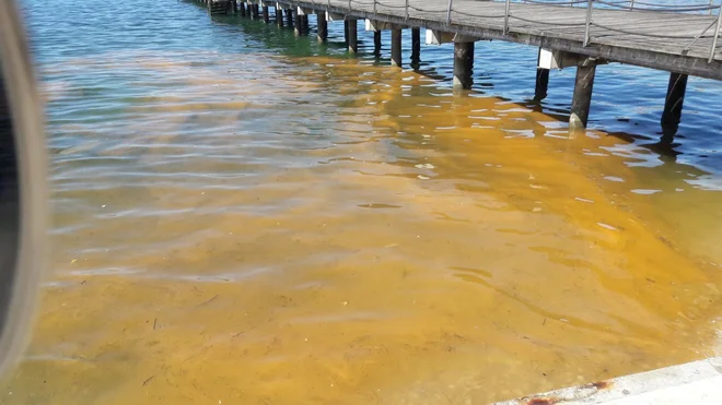 Morska iskrnica (<em>Noctiluca scintillans</em>) je plankton, ki vsako pomlad bolj ali manj obarva naše morje. FOTO: M. P.