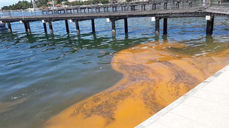 Fotografija: Morska iskrnica (Noctiluca scintillans) je plankton, ki vsako pomlad bolj ali manj obarva naše morje. FOTO: M. P.