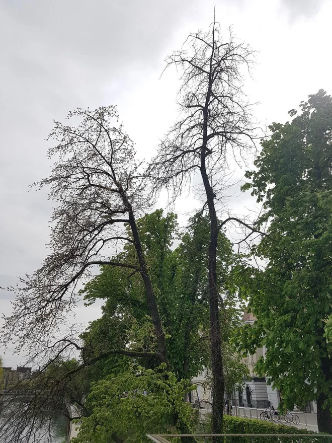 Posušeni češnji. FOTO: MOL