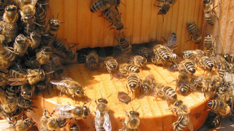 Fotografija: »Če čebel zdaj 14 dni ne bomo hranili, bodo od lakote pomrle. Čebelje družine potrebujejo po kilogram sladkorja na dan,« opozarja Boštjan Noč, predsednik Čebelarske zveze Slovenije. Foto Primož Hieng