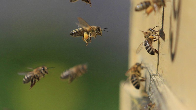 Fotografija: Ker so pri nas kmetje vedno bolj informirani in so začeli sodelovati s čebelarji, v zadnjem času ni pomorov čebel. Foto Leon Vidic