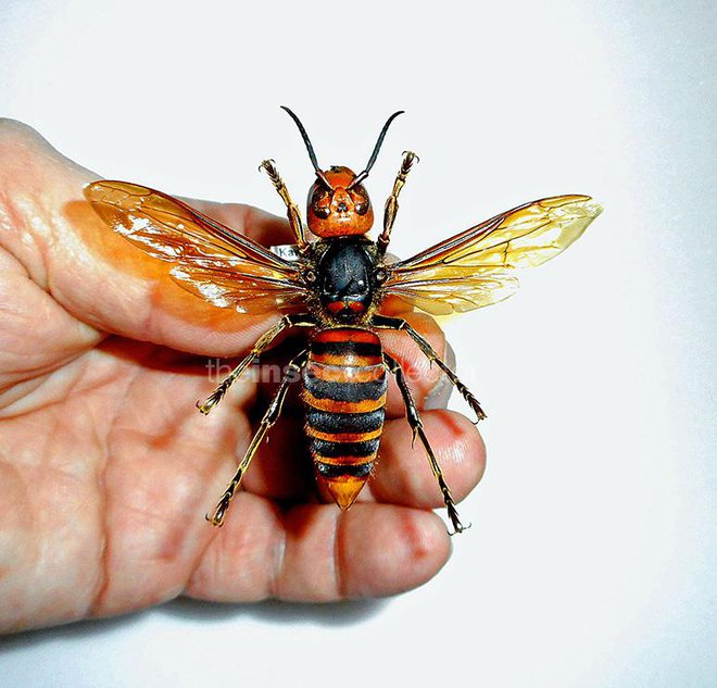Orjaški azijski sršen je največja osa na svetu in je lahko zelo nevaren za populacije čebel zunaj Azije. FOTO: The Insectcollector