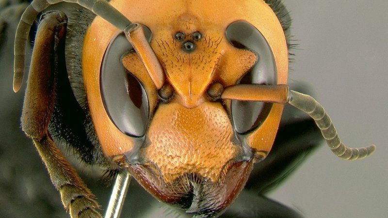 Fotografija: V ZDA je povzročil preplah pojav orjaškega azijskega sršena (na sliki), ki utegne zdesetkati tamkajšnje medonosne čebele. FOTO: Gary Alper/Wikipedia