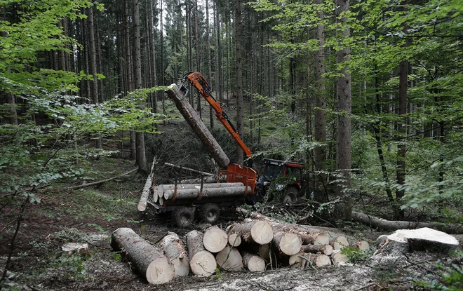 Med vzroki za odhod Zlatka Ficka je tudi zaostanek pri sanitarni sečnji. Foto Blaž Samec