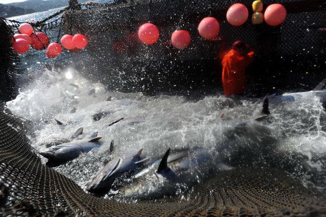 Ulov tunov v južni Španiji. FOTO: AFP