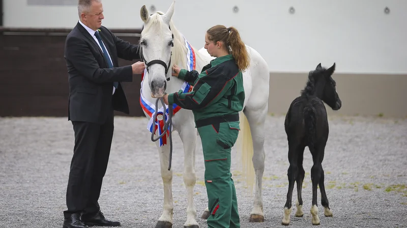 Fotografija: Gospodarski minister Zdravko Počivalšek je postal boter žrebičke 908 Dubovina XLII, ki pa ni dala kaj dosti na protokol. FOTO: Jože Suhadolnik/Delo