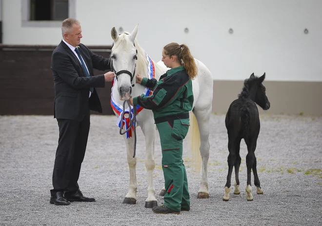 Gospodarski minister Zdravko Počivalšek je postal boter žrebičke&nbsp; 908 Dubovina XLII, ki pa ni dala kaj dosti na protokol. FOTO: Jože Suhadolnik/Delo