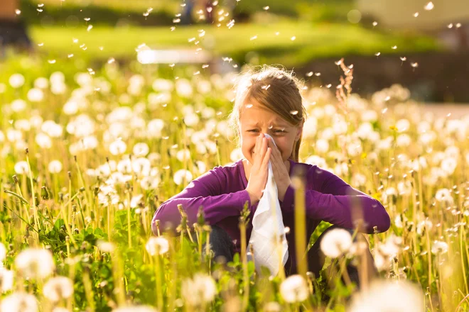 Alergijski rinitis ali seneni nahod vpliva na kakovost bolnikovega življenja. FOTO: Shutterstock