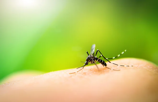 Komar. FOTO: Getty Images/iStockphoto