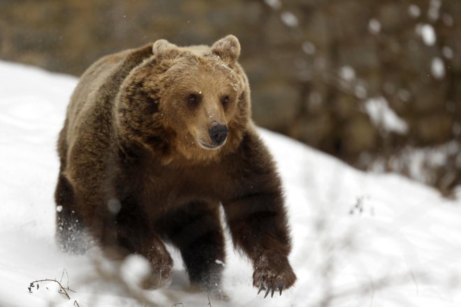 Tako rjavi medved kot volk sta pri nas zavarovana vrsta. FOTO: Matej Družnik/Delo