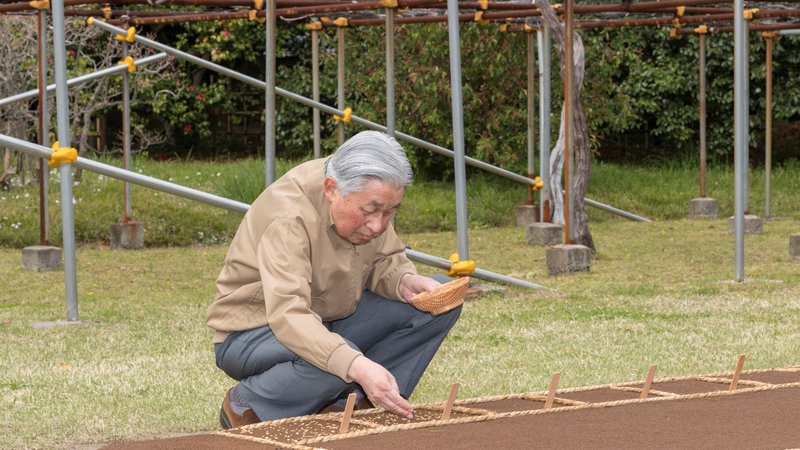 Fotografija: Emperor Akihito plants rice seedlings in a paddy field at the Imperial Palace in Tokyo, Japan April 11, 2019. Imperial Household Agency of Japan/Handout via REUTERS ATTENTION EDITORS - THIS PICTURE WAS PROVIDED BY A THIRD PARTY. - RC1BF2949760