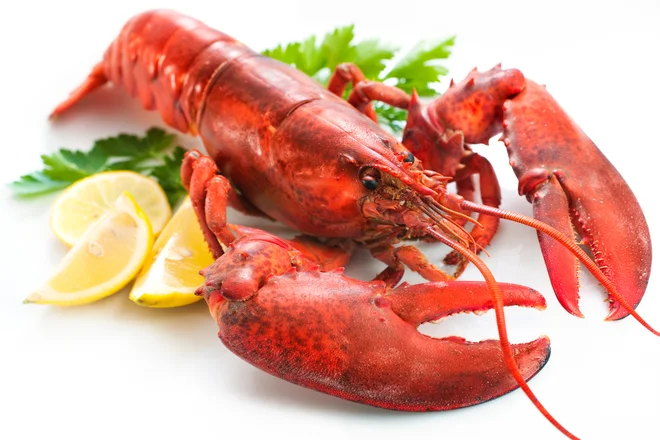 Jastog<br />
Foto: Shutterstock