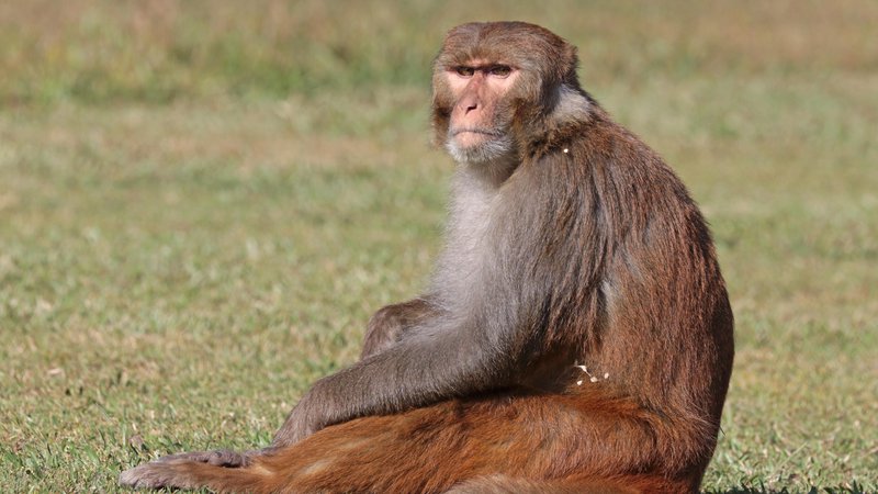 Fotografija: Pripadniki rezus makakov se s pomočjo nasilja, nepotizma in kompleksnih političnih zavezništev ves čas borijo za pridobitev višjega statusa v skupini. Pri uresničitvi svojih namer pride prav tudi seks. FOTO: Wikipedia