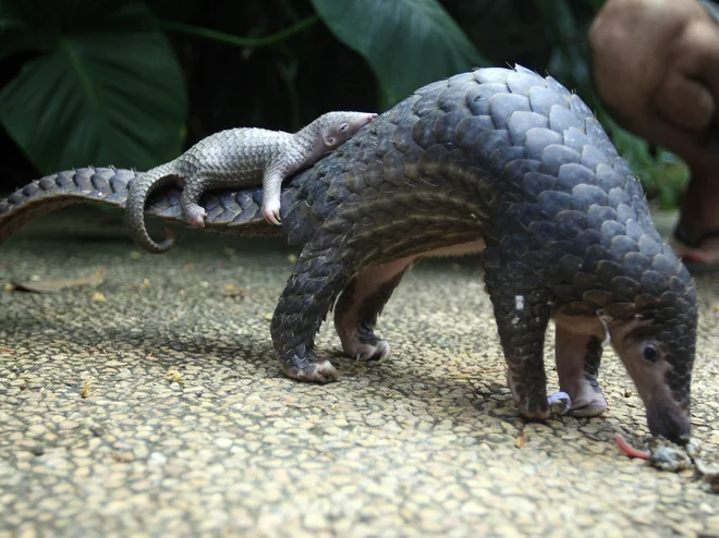 Pangolin velja na Kitajskem za delikateso, luske in druge dele telesa pa uporabljajo tudi v tradicionalni kitajski medicini. FOTO: Reuters