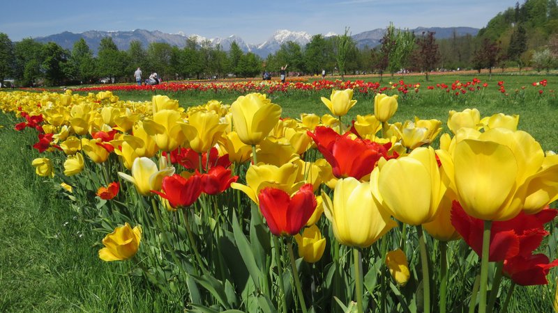 Fotografija: Dva milijona tulipanov v Arboretumu bo letos odcvetelo brez občudovalcev. FOTO: Bojan Rajšek