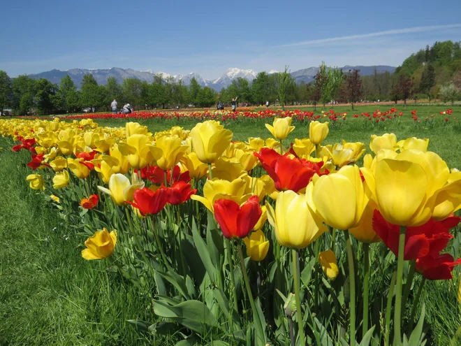Dva milijona tulipanov v Arboretumu bo letos odcvetelo brez občudovalcev. FOTO: Bojan Rajšek