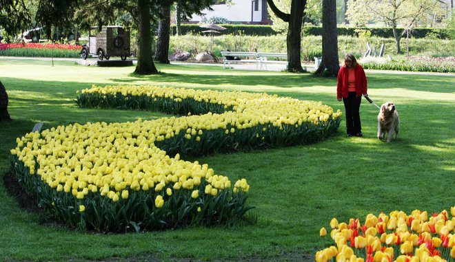 V Mozirskem gaju bodo obiskovalce to pomlad povabili samo na virtualni sprehod med cvetjem. FOTO: Igor Modic
