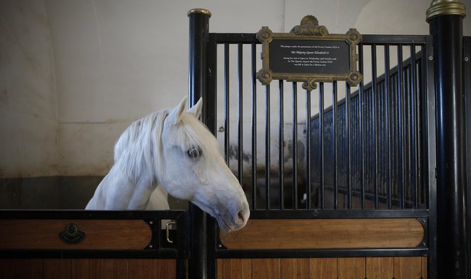 Čiščenje boksov in hranjenje konj zagotavljajo konjarji, ki delajo v dveh izmenah. FOTO: Blaž Samec