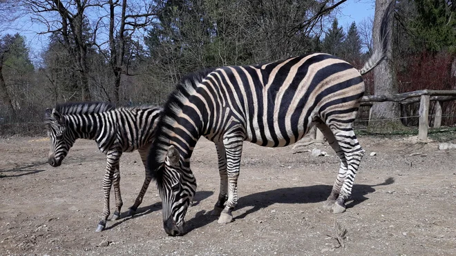 Naraščaj pri zebrah FOTO: Robert Prašnikar