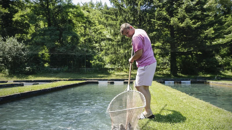 Fotografija: Poletne suše pogosto grozijo postrvim, ki jih gojijo v ribogojnici nedaleč od izvira Rižane. Foto Uroš Hočevar