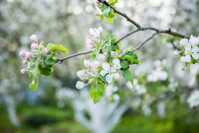 Če cvet ni dobro oplojen, je plod lahko deformiran. FOTO: Nuclear_lily Getty Images/istockphoto