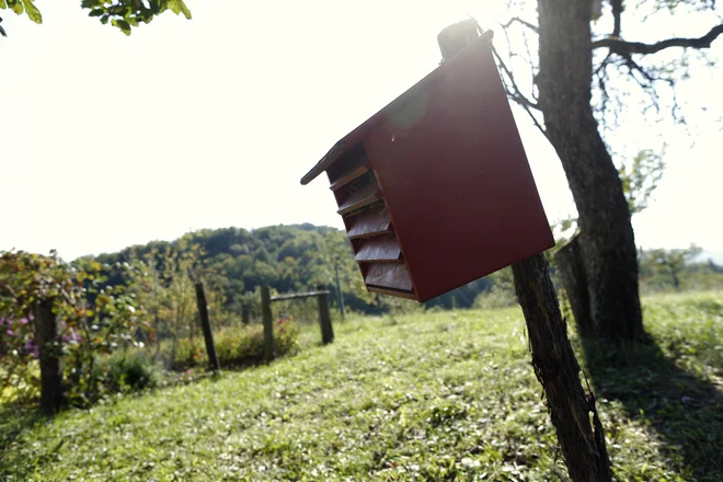 Zavedanje slovenskih sadjarjev o pomenu divjih opraševalcev je še razmeroma majhno, a se povečuje. FOTO: Uroš Hočevar