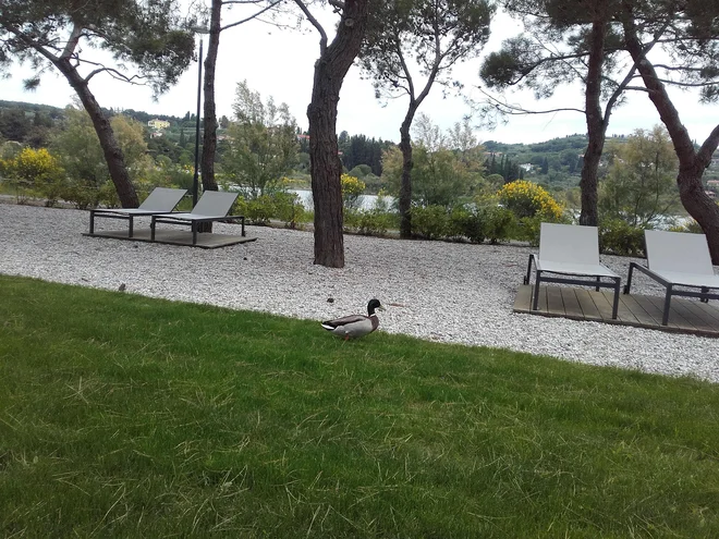 Po prenovljeni plaži v Strunjanu se je sprehodila tudi &raquo;pernata kopalka&laquo;. FOTO: Nataša Čepar/Delo