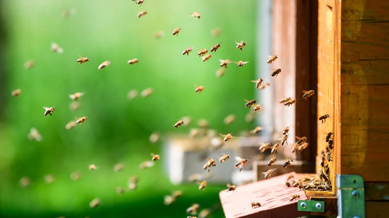 Fotografija: Idejo, da šteje vsaka čebela, čmrlj, metulj in tudi osa, moramo posvojiti tudi intimno. Vedno, ko pomislimo, da bi nadležno žuželko najhitreje pokončali z biokillom, se zavejmo, da s tem kopljemo jamo tudi sebi. FOTO: Jure Makovec/Afp