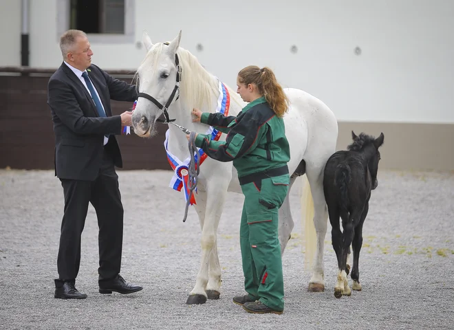 Minister Zdravko Počivalšek je kobilarno Lipica obiskal pred tednom. Vlada je v letnem načrtu za 142 konj predvidela prenos lastninske pravice z države na drugo pravno osebo. FOTO: Jože Suhadolnik/Delo