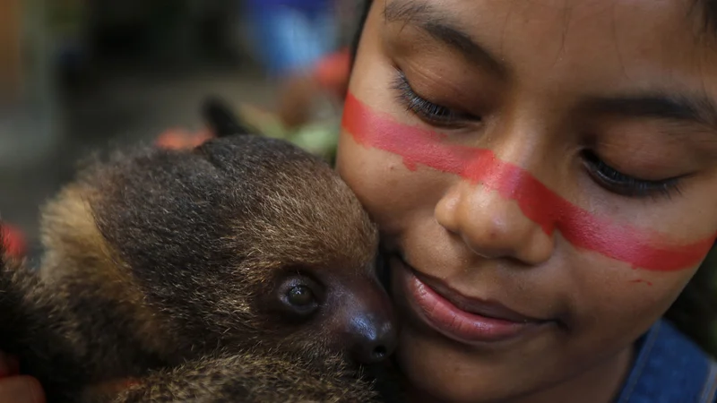 Fotografija: Deklica iz staroselskega ljudstva v brazilski skupnosti Wakiru, zahodno od Manausa, v zvezni državi Amazonas, k sebi stiska njenega hišnega ljubljenčka lenivca. Po besedah poglavarja skupnosti enajst ljudi kaže simptome COVID-19. Lokalne in državne vlade so izjavile, da staroselcem ne bodo pomagale, zato se obračajo na predznanje o naravi in naravnem zdravljenju. FOTO: Ricardo Oliveira/Afp
