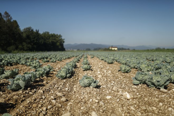 Pri nas za pobiranje pridelkov ne potrebujemo 350.000 tujih delavcev kot Italija. FOTO: Uroš Hočevar
