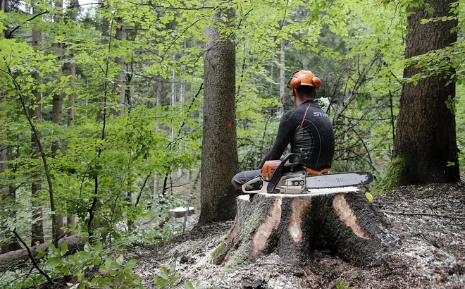 Cene del v gozdu so se še dodatno znižale z ustanovitvijo državnega podjetja SiDG. Foto Blaž Samec