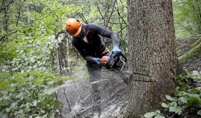 V zadnjih nekaj letih je nastala vrsta malih podjetij, ki sekajo v gozdu. Foto Blaz Samec