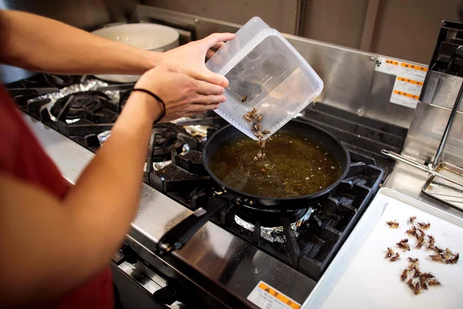 Sestavine za žuželčji ramen. FOTO: AFP<br />
