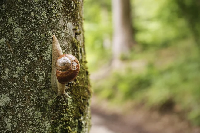 Drobne zanimivosti, ki jih odkrivamo med sprehodom po strmi strani. FOTO: Uroš Hočevar